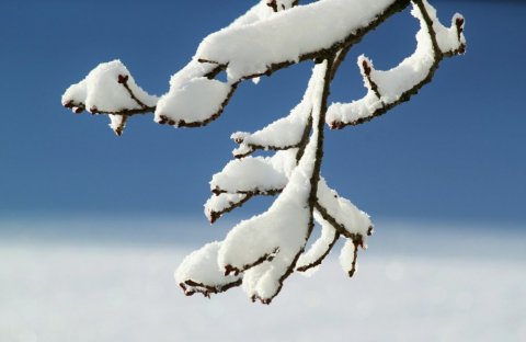 Nos conseils pour protéger vos végétaux du gel en hiver 