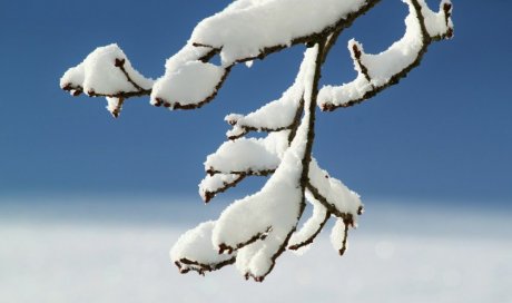 Nos conseils pour protéger vos végétaux du gel en hiver 