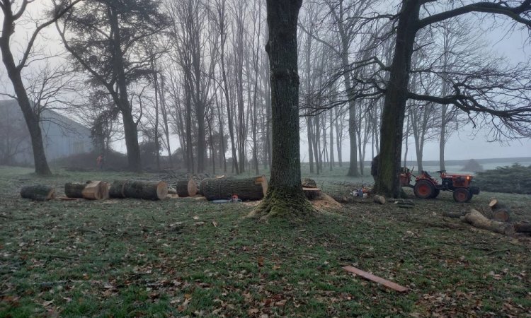 Abattage d'arbres secs et menaçants dans un parc de Château - Jardinature - Christian Sotty